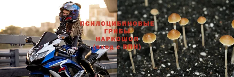 Псилоцибиновые грибы Cubensis  Заозёрск 